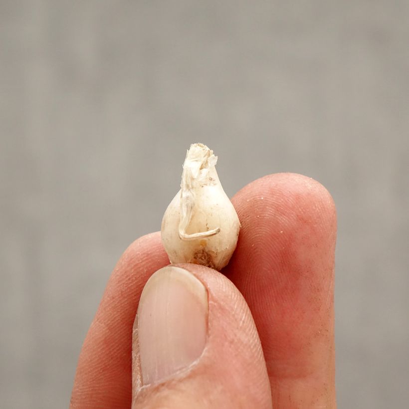 Exemplaar van Ipheion uniflorum Alberto Castillo - Oude wijfjes Bol kaliber I zoals geleverd in de lente