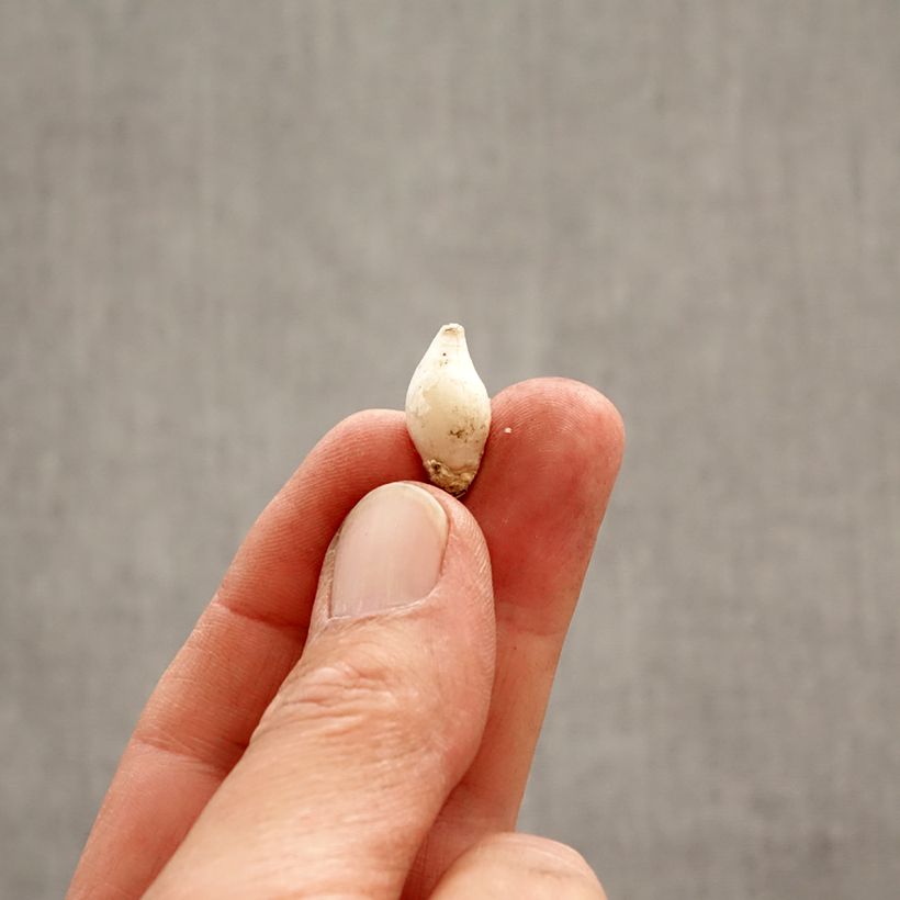 Exemplaar van Ipheion uniflorum - Oude wijfjes Bol kaliber 4+ zoals geleverd in de lente