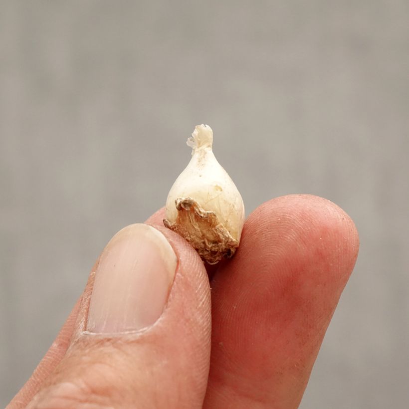 Exemplaar van Ipheion uniflorum Froyle Mill - Oude wijfjes Bol kaliber I zoals geleverd in de lente