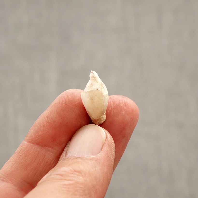 Exemplaar van Ipheion uniflorum Tessa - Oude wijfjes Bol kaliber 4+ zoals geleverd in de lente