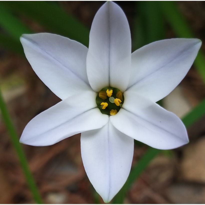 Ipheion uniflorum Wit Star (Bloei)