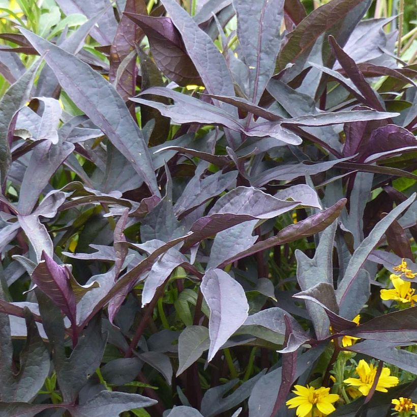 Ipomoea batatas Illusion Midnight Lace - Zoete aardappel (Foliage)