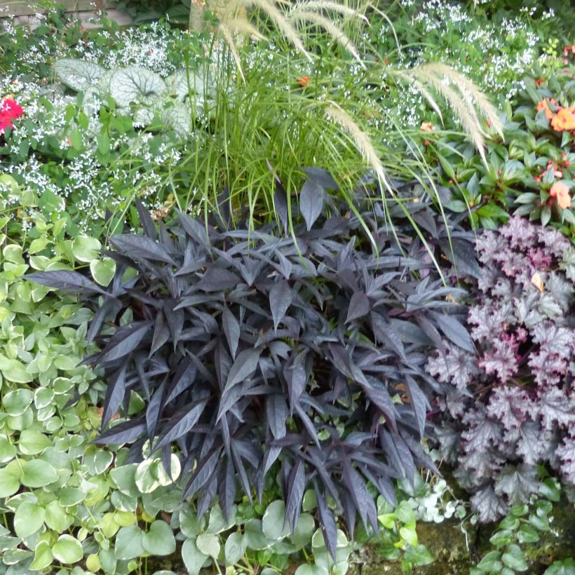 Ipomoea batatas Illusion Midnight Lace - Zoete aardappel (Plant habit)