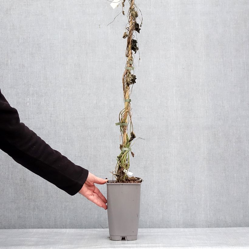 Exemplaar van Ipomoea learii (zaad) - Blauwe winde Pot van 2 l/3 l zoals geleverd in de winter