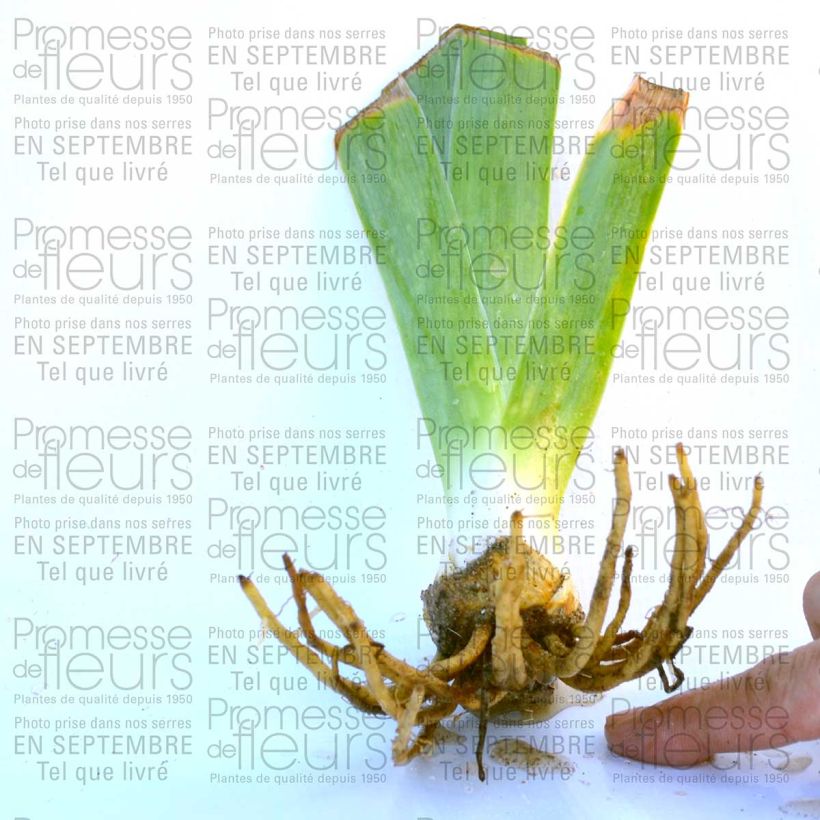 Voorbeeld van een exemplaar van Iris germanica Rising Moon - Baardiris Kweekpotje van 8/9 cm zoals geleverd