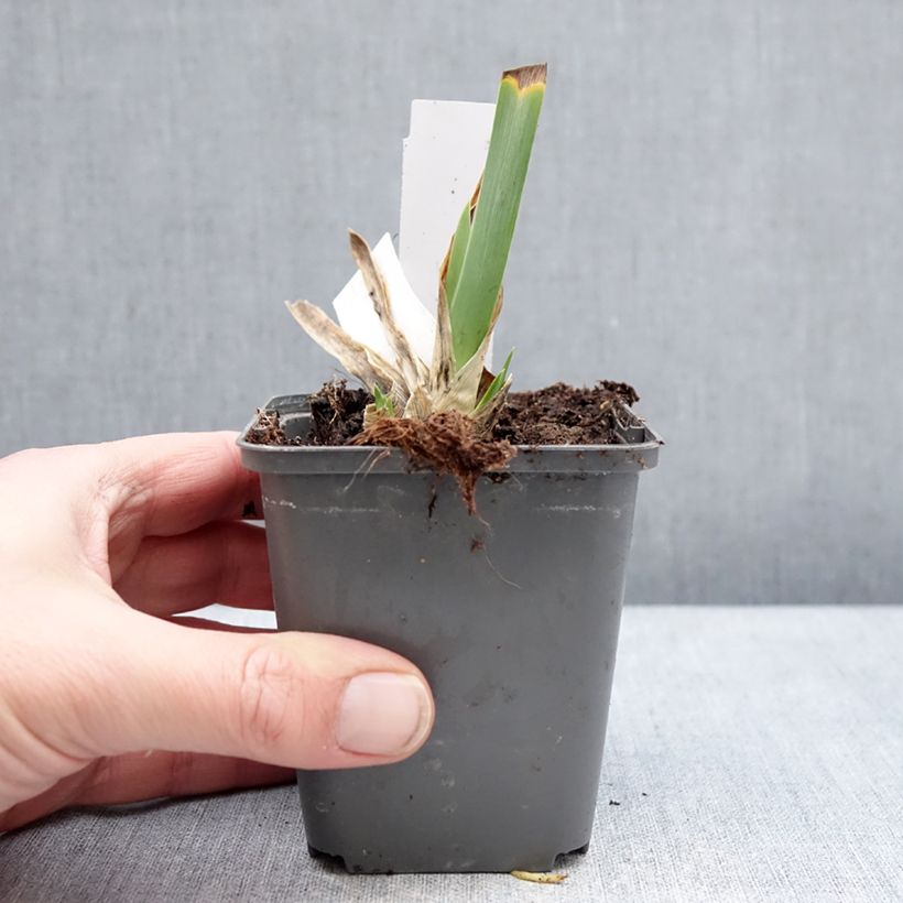 Example of Iris Big Blue Eyes - Iris des Jardins Lilliput Kweekpotje van 8/9 cm as you get in hiver