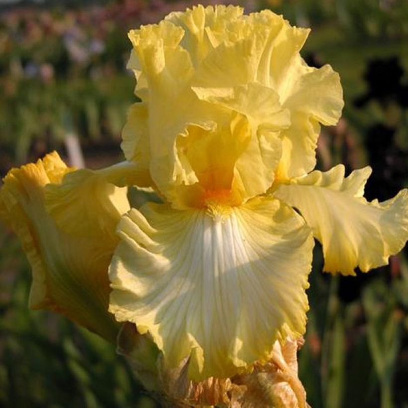 Iris germanica Big Dipper - Baardiris (Bloei)
