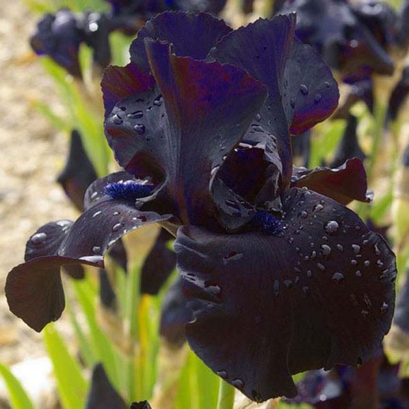Iris germanica Black Suited - Baardiris (Flowering)
