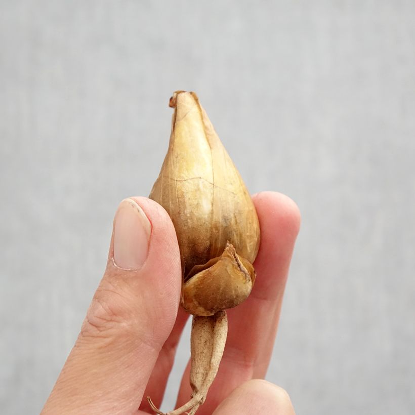 Exemplaar van Iris bucharica - Gewei iris Bol kaliber I zoals geleverd in de herfst