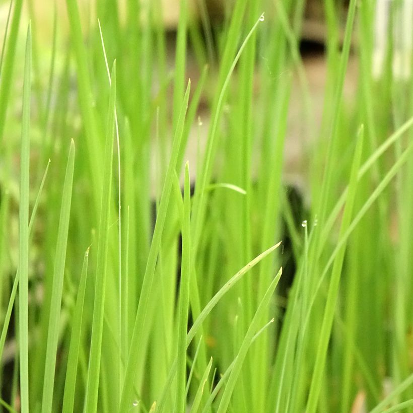 Iris bulleyana (Blad)