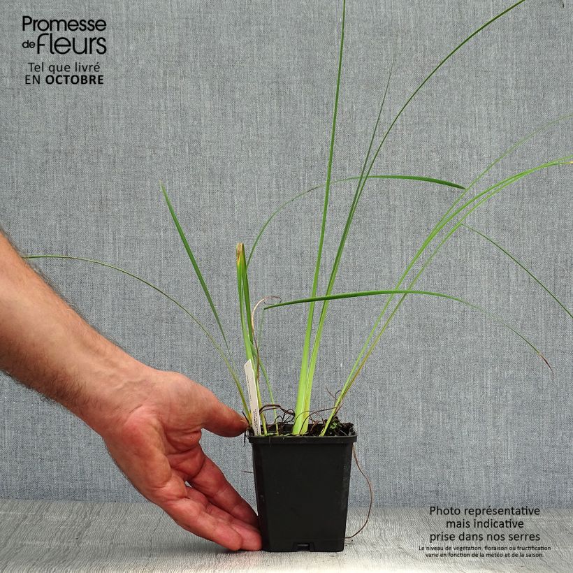 Exemplaar van Iris chrysographes Black Knight Kweekpotje van 8/9 cm zoals geleverd in de herfst