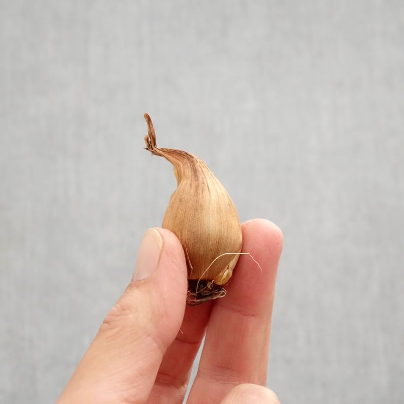 Exemplaar van Iris hollandica Bronze Queen - Hollandse iris Bol kaliber 8+ zoals geleverd in de herfst