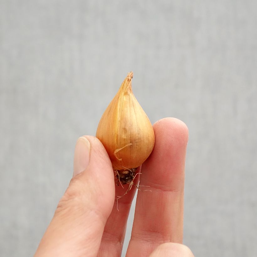 Exemplaar van Iris hollandica in mengsel - Hollandse iris Bol kaliber 9+ zoals geleverd in de herfst