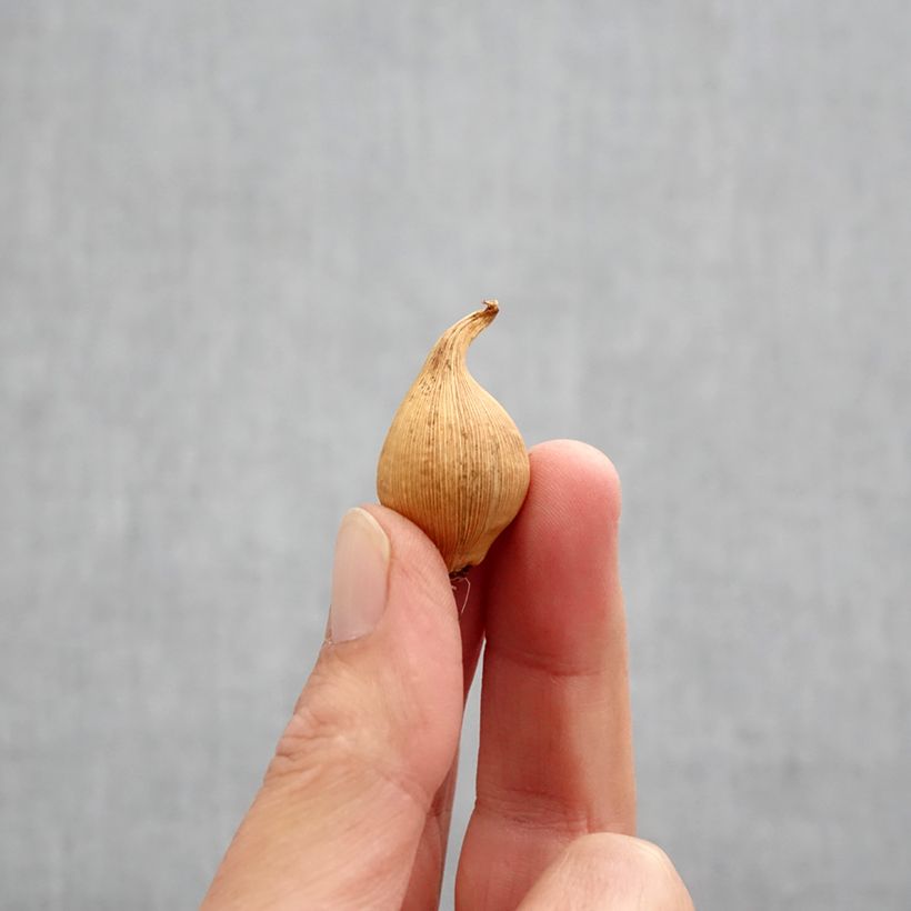 Example of Iris hollandica Eye of the Tiger - Hollandse iris Bol size 8+ as you get in automne