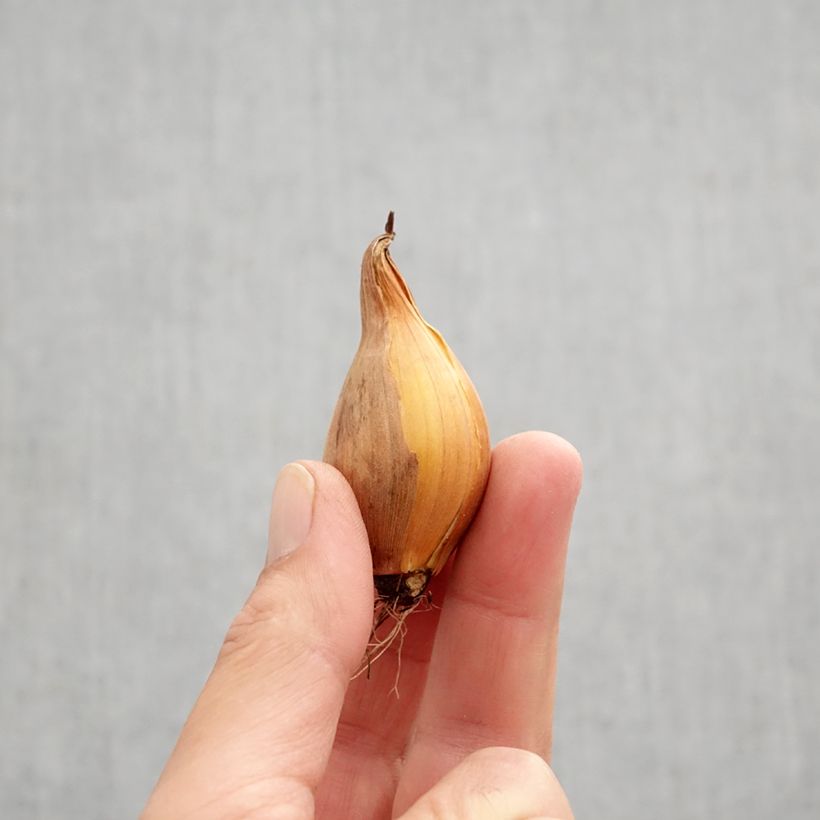 Example of Iris hollandica Frans Hals - Hollandse iris Bol size 8+ as you get in automne