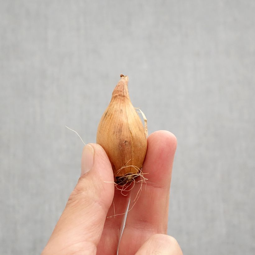 Example of Iris hollandica King Mauve - Hollandse iris Bol size 8+ as you get in automne