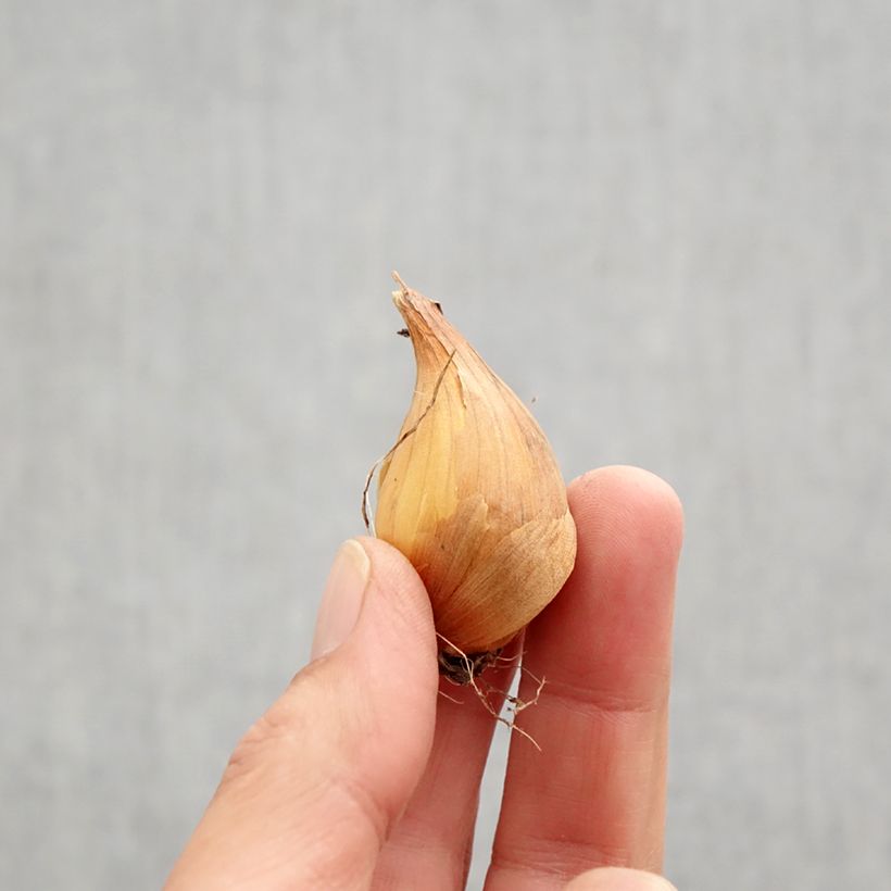 Exemplaar van Iris hollandica Professor Blaauw - Hollandse iris Bol kaliber 9 zoals geleverd in de herfst