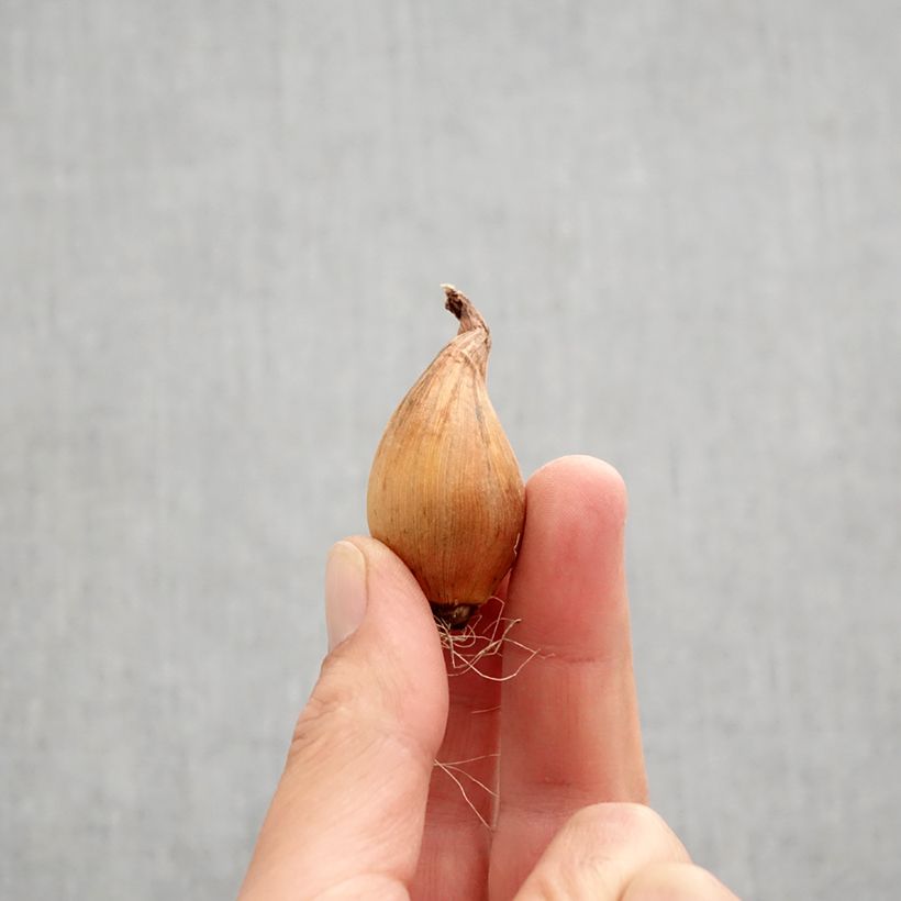 Exemplaar van Iris hollandica Silvery Beauty - Hollandse iris Bol kaliber 8+ zoals geleverd in de herfst