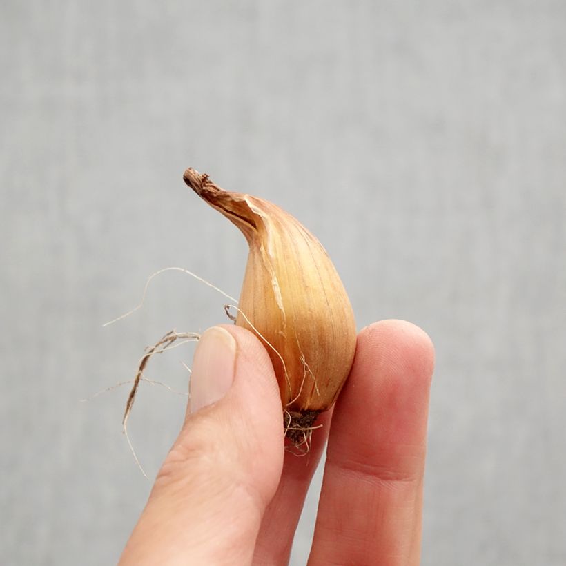 Example of Iris hollandica Telstar - Hollandse iris Bol size 8+ as you get in automne