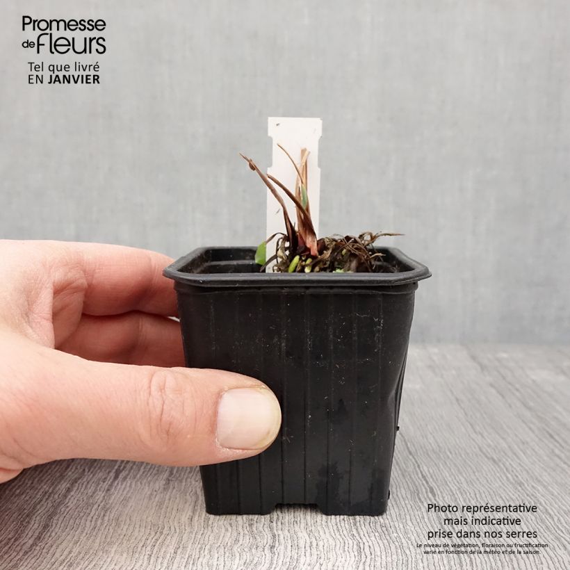 Example of Iris de Sibérie - Iris sibirica Blue Moon Kweekpotje van 8/9 cm as you get in hiver