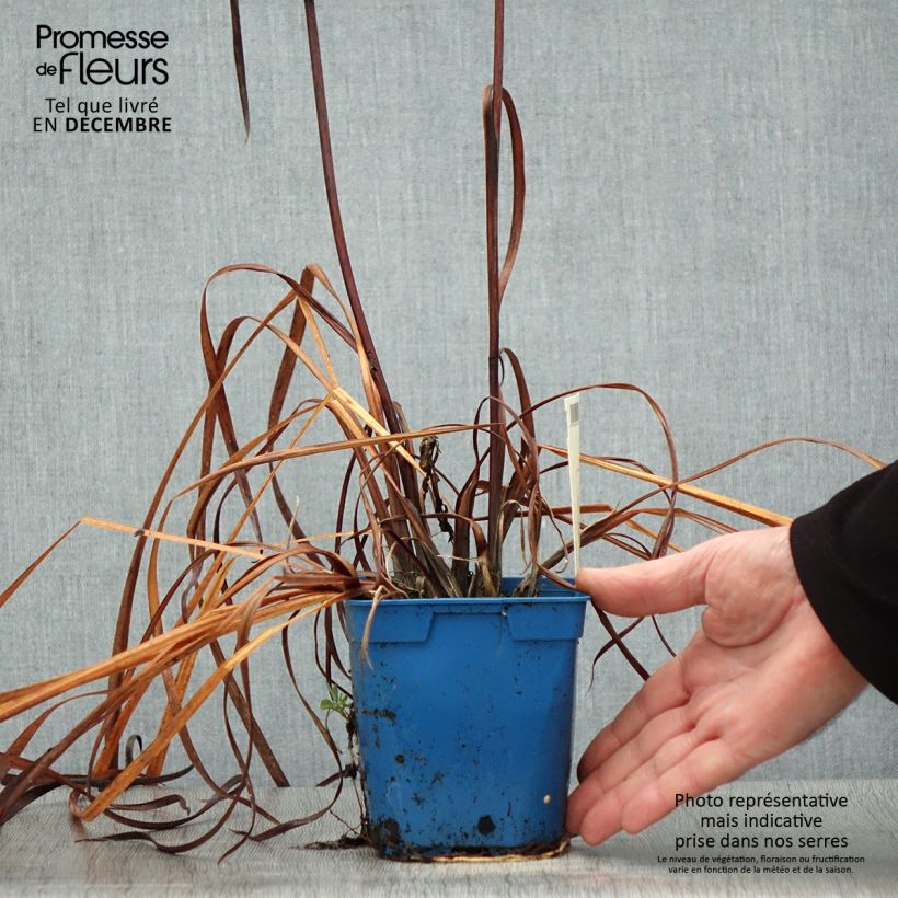 Example of Iris de Sibérie - Iris sibirica Caesar's Brother Pot van 1 l/1,5 l as you get in hiver