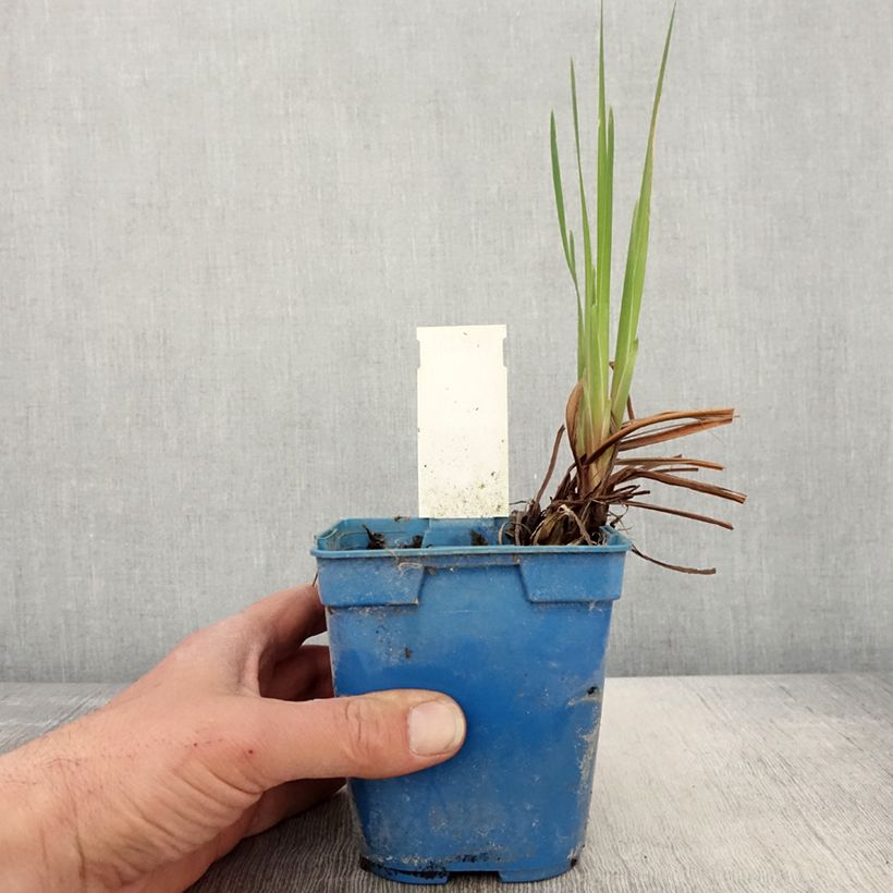 Exemplaar van Iris sibirica Caesar's Brother - Siberische iris Pot van 1 l/1,5 l zoals geleverd in de lente