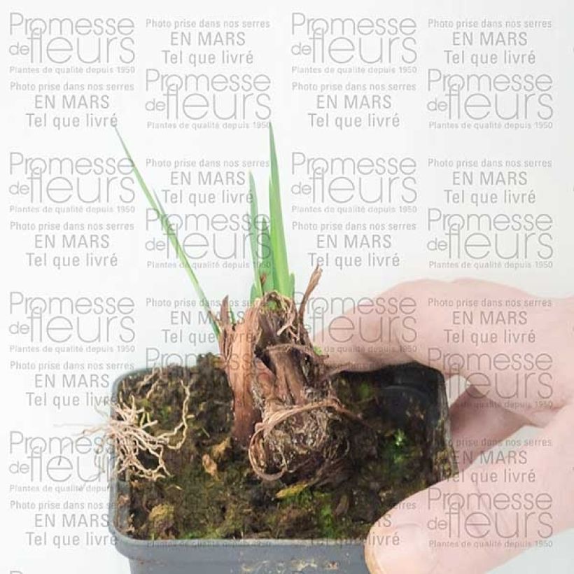 Voorbeeld van een exemplaar van Iris sibirica Dear Delight - Siberische iris Naakte wortel zoals geleverd