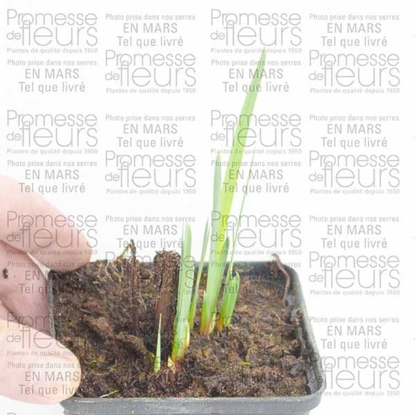 Example of Iris de Sibérie - Iris sibirica Double Standard Naakte wortel as you get