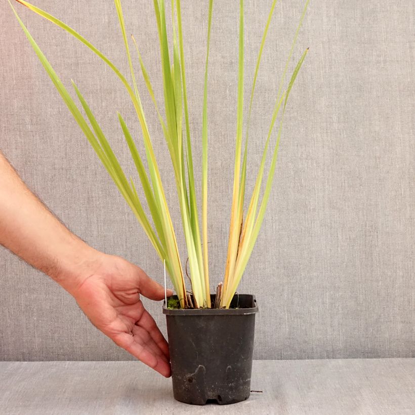 Exemplaar van Iris sibirica Double Standard - Siberische iris Pot van 1,5 l/2 l zoals geleverd in de zomer