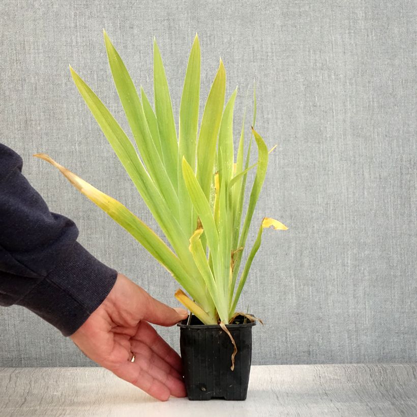 Exemplaar van Belamcanda chinensis - Luipaardbloem Kweekpotje van 8/9 cm zoals geleverd in de zomer