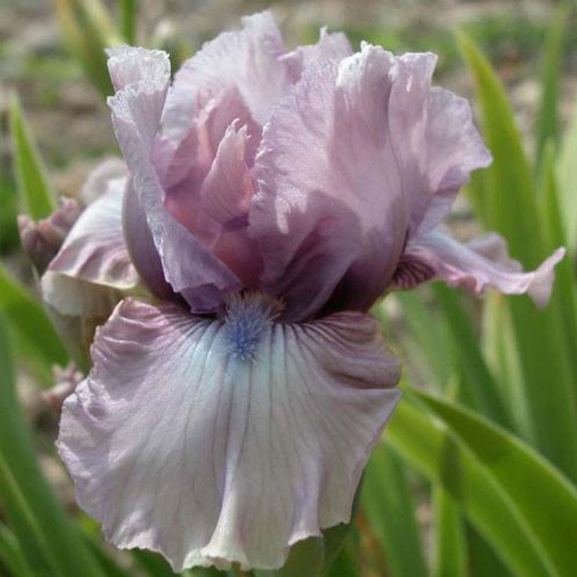 Iris germanica Donegal - Baardiris (Bloei)