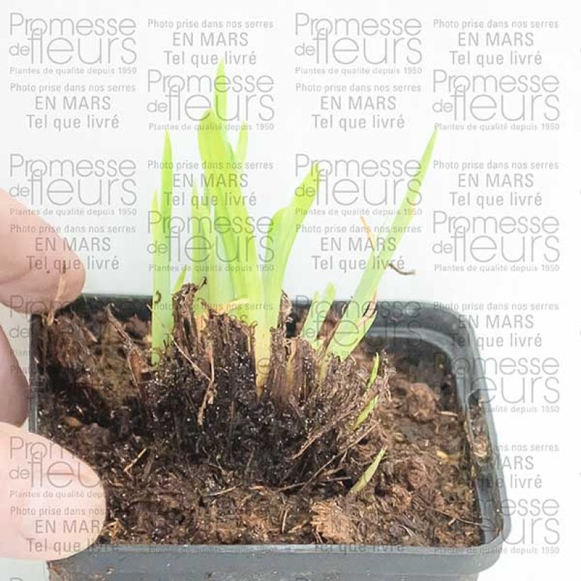 Voorbeeld van een exemplaar van Iris du Japon - Iris ensata Crystal Halo Godet de 8/9 cm zoals geleverd