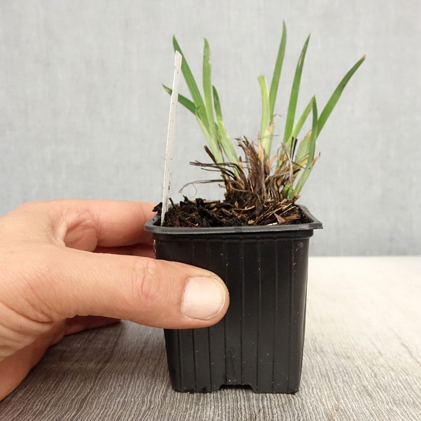 Exemplaar van Iris ensata Crystal Halo - Japanse iris Kweekpotje van 8/9 cm zoals geleverd in de lente