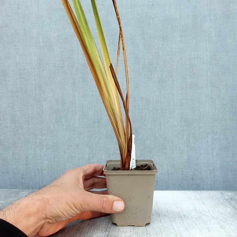 Exemplaar van Iris du Japon - Iris ensata Diamant Godet de 8/9 cm zoals geleverd in de herfst