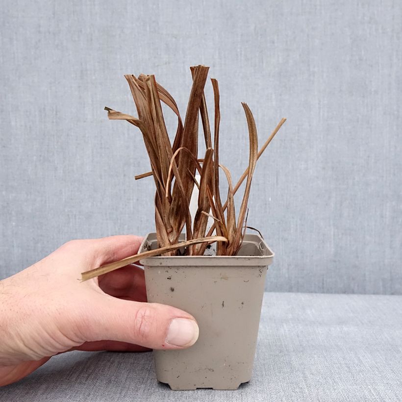 Example of Iris du Japon - Iris ensata Diamant Kweekpotje van 8/9 cm as you get in hiver