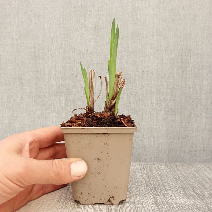 Exemplaar van Iris ensata Diamant - Japanse iris Kweekpotje van 8/9 cm zoals geleverd in de lente