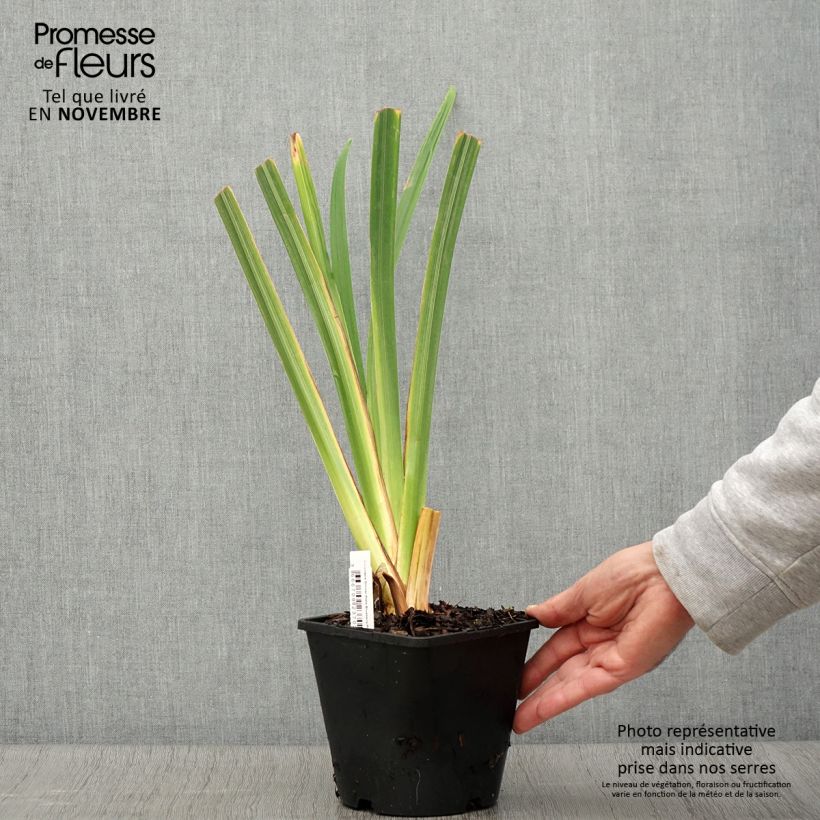 Exemplaar van Iris ensata Dinner Plate Blueberry Pie - Japanse iris Pot van 2 l/3 l zoals geleverd in de herfst