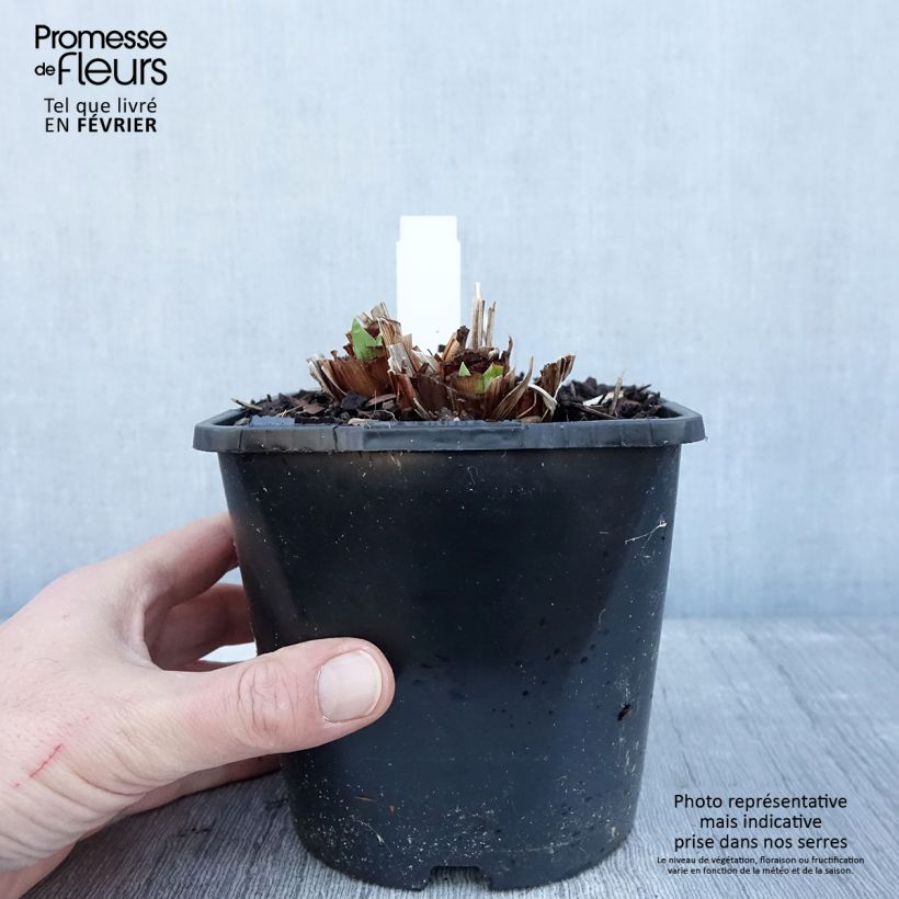 Example of Iris ensata Dinner Plate Blueberry Pie - Japanse iris Pot van 2 l/3 l as you get in hiver