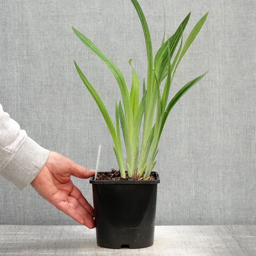 Exemplaar van Iris ensata Dinner Plate Blueberry Pie - Japanse iris Pot van 2 l/3 l zoals geleverd in de lente