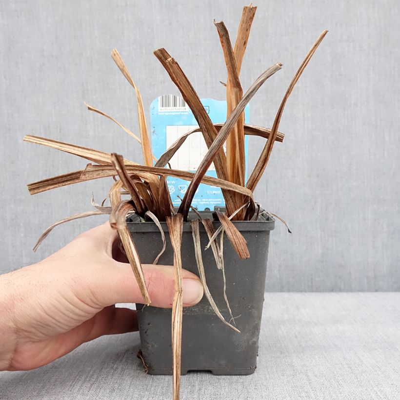 Example of Iris ensata Dinner Plate Cupcake - Japanse iris Kweekpotje van 8/9 cm as you get in hiver