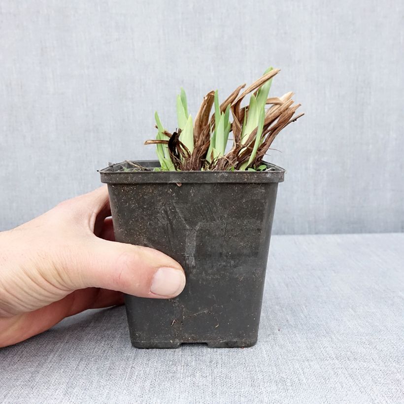 Exemplaar van Iris ensata Dinner Plate Cupcake - Japanse iris Kweekpotje van 8/9 cm zoals geleverd in de lente