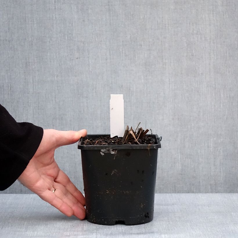 Example of Iris ensata Dinner Plate Cupcake - Japanse iris Pot van 2 l/3 l as you get in hiver