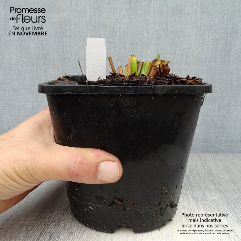 Exemplaar van Iris du Japon - Iris ensata Dinner Plate Ice Cream Pot de 2L/3L zoals geleverd in de herfst