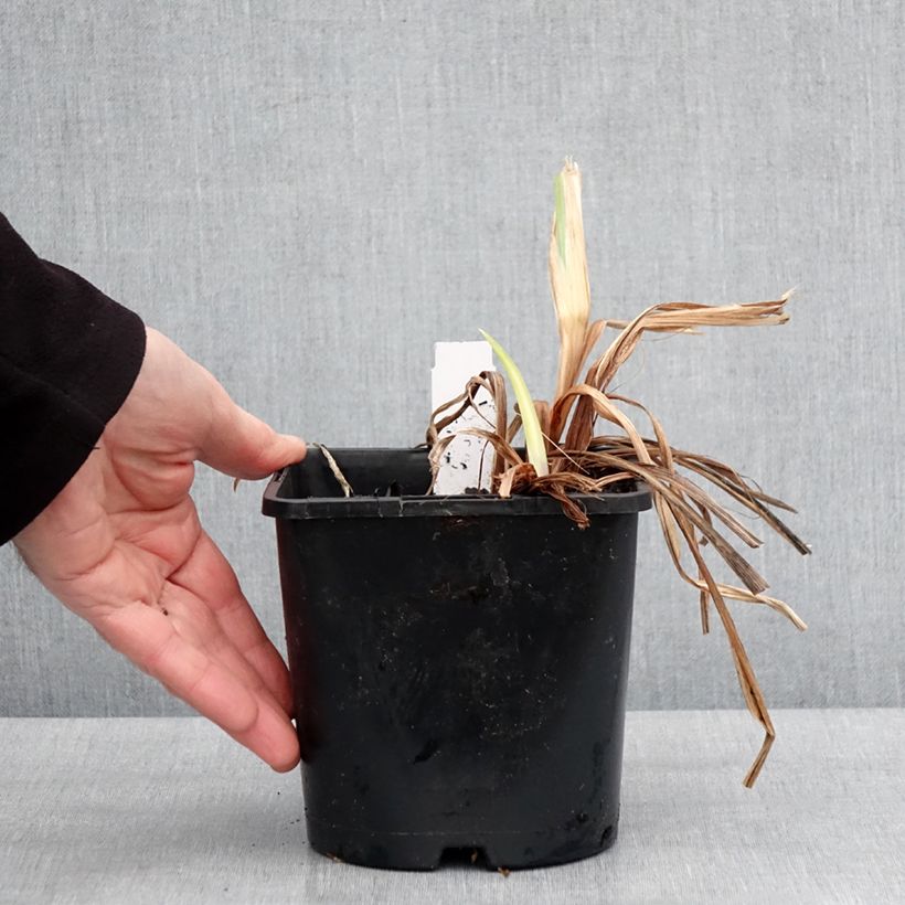 Example of Iris du Japon - Iris ensata Dinner Plate Ice Cream Pot van 2 l/3 l as you get in hiver