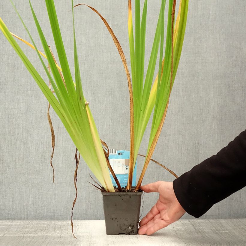 Exemplaar van Iris du Japon - Iris ensata Dinner Plate Jell-O Pot de 1L/1,5L zoals geleverd in de herfst