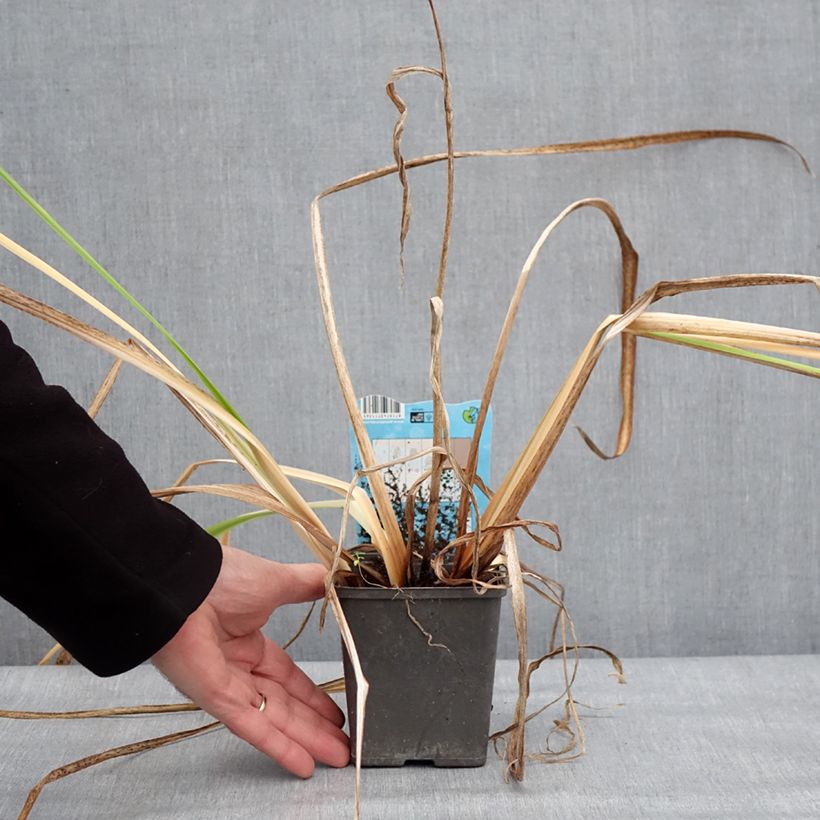 Example of Iris du Japon - Iris ensata Dinner Plate Jell-O Pot van 1 l/1,5 l as you get in hiver