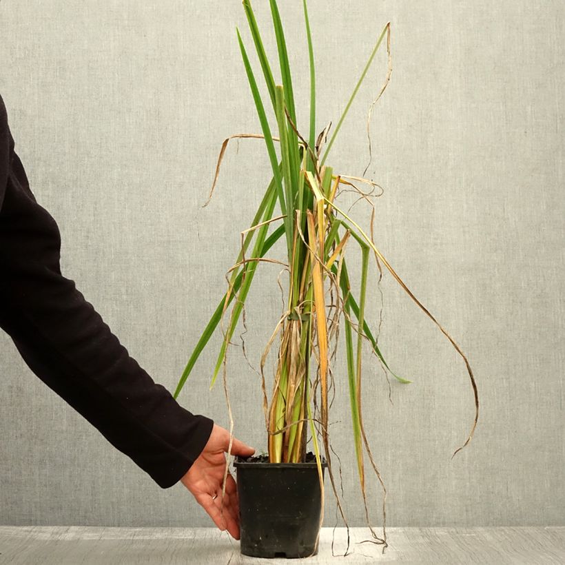 Exemplaar van Iris ensata Dinner Plate Sundae - Japanse iris Pot van 2 l/3 l zoals geleverd in de herfst