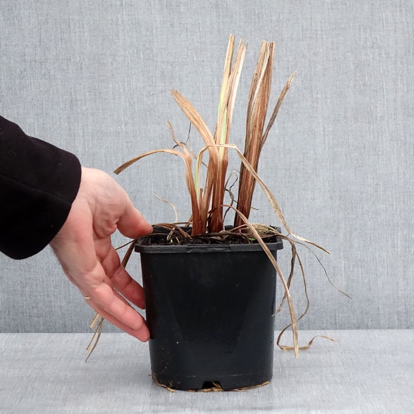 Example of Iris du Japon - Iris ensata Dinner Plate Sundae Pot van 2 l/3 l as you get in hiver