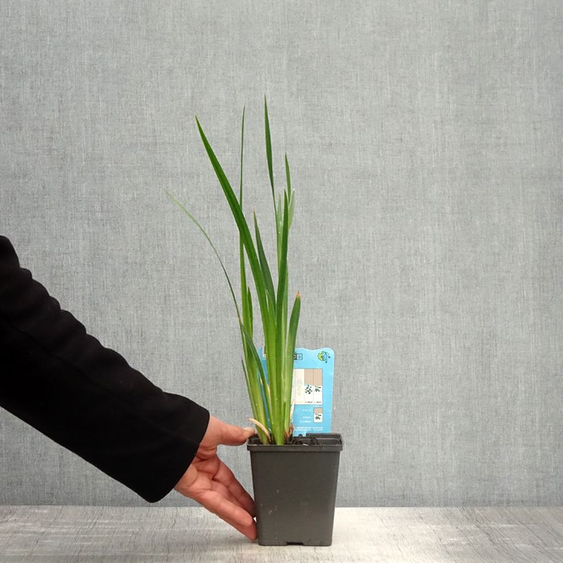 Exemplaar van Iris ensata Dinner Plate Tiramisu - Japanse iris Kweekpotje van 8/9 cm zoals geleverd in de lente