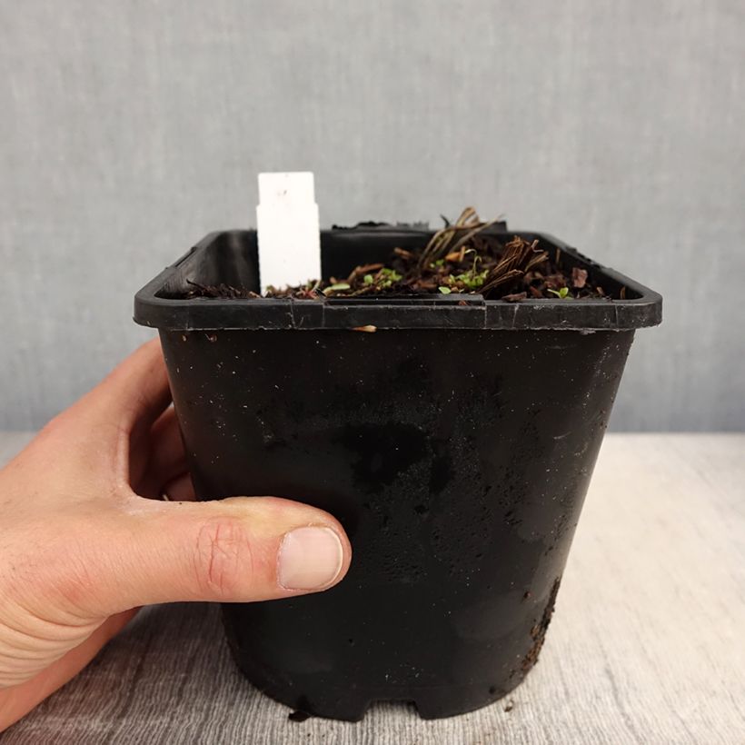 Exemplaar van Iris ensata Dinner Plate Tiramisu - Japanse iris Pot van 2 l/3 l zoals geleverd in de lente